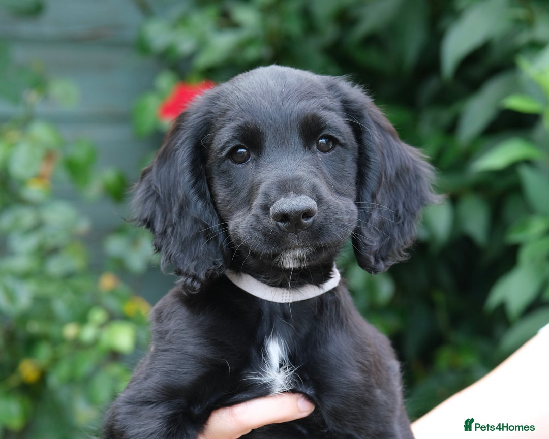 Cocker Spaniel dogs for sale: KC Registered Cocker Spaniel Puppies - Image 3