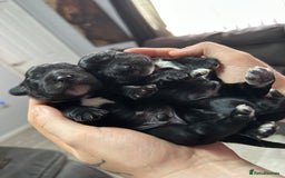 Cockapoo dogs for sale: Stunning F1B Show Cockapoo LAST TO RESERVE - Image 17