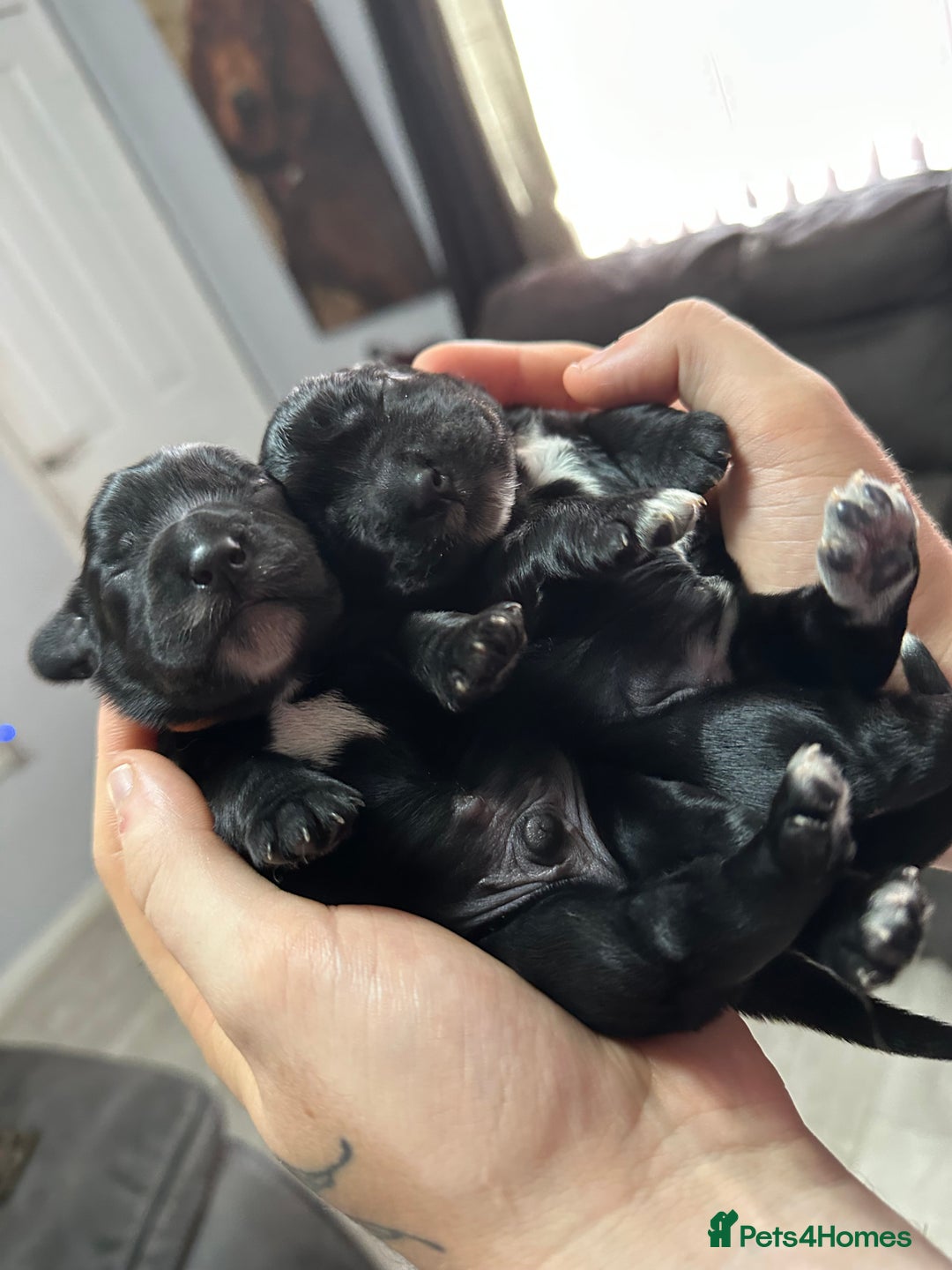 Cockapoo dogs for sale: Stunning F1B Show Cockapoo LAST TO RESERVE - Image 17