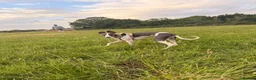 Whippet dogs for sale: Whippet boy  - Advert 2