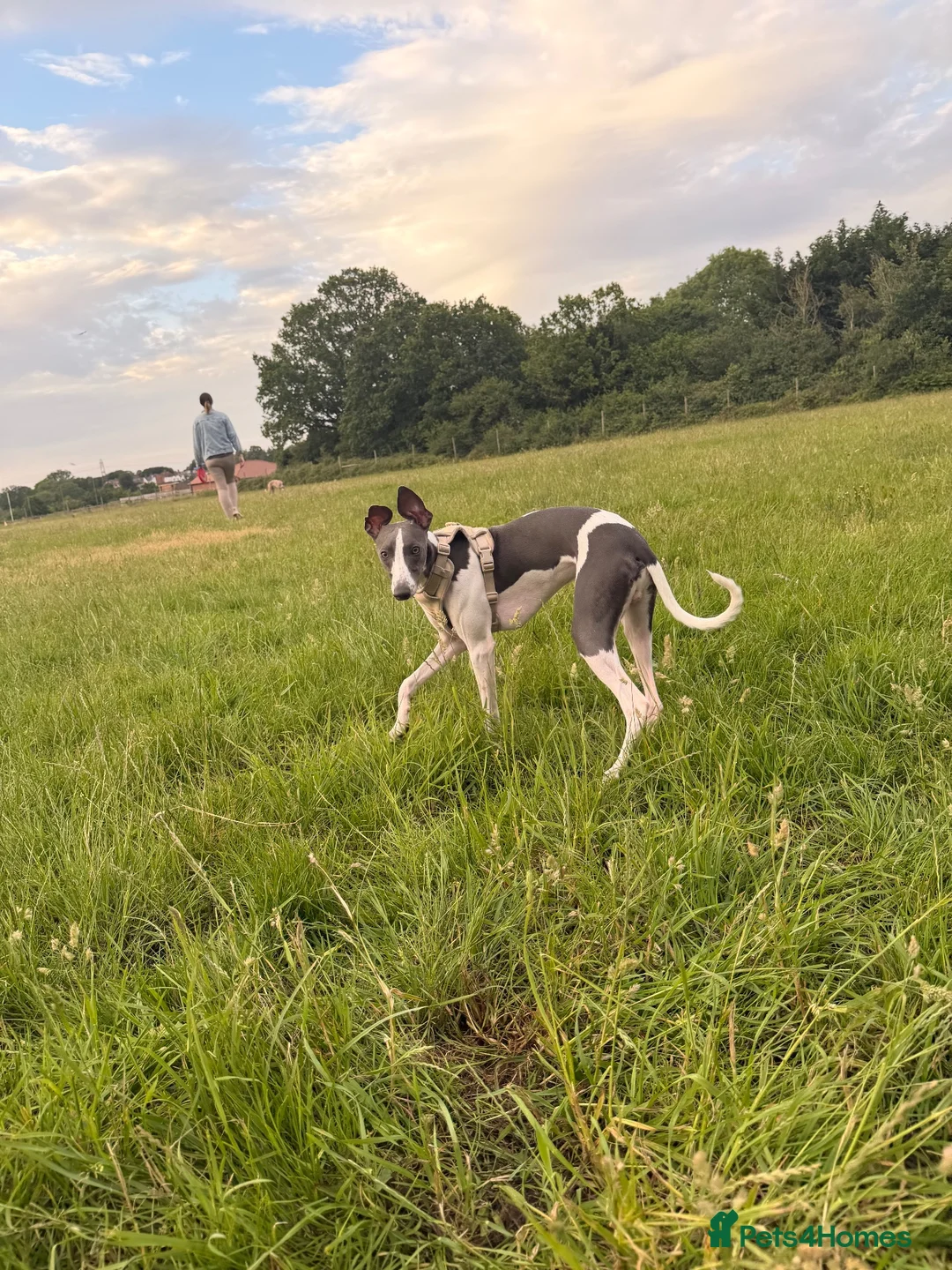 Whippet dogs for sale: Whippet boy  - Advert 2