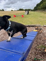Mixed Breed dogs - Advert 6