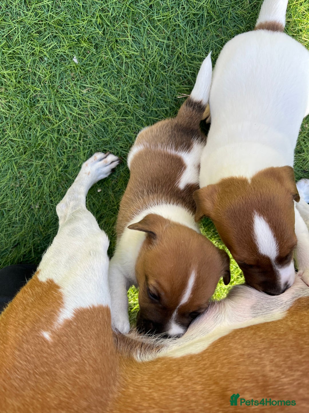 Mixed Breed dogs for sale: Lovely Jack Russel/Plumber puppies - Image 11