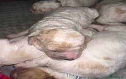 Cavapoochon dogs for sale: Cavapoochon! Our December Reindeer Litter!  - Image 4