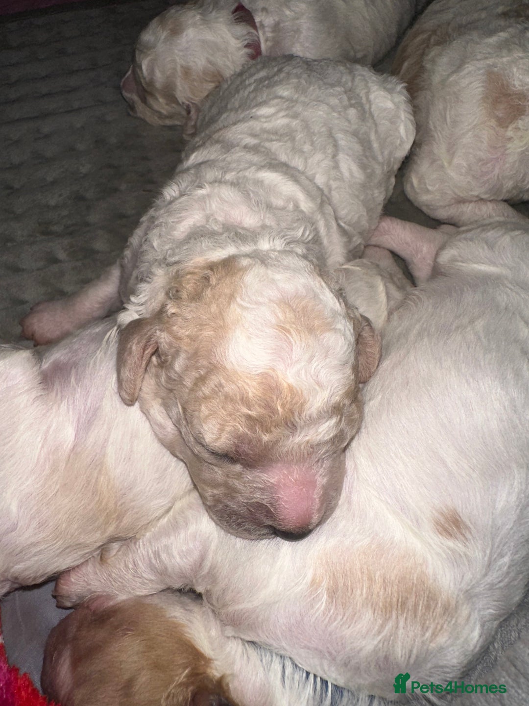 Cavapoochon dogs for sale: Cavapoochon! Our December Reindeer Litter!  - Image 4