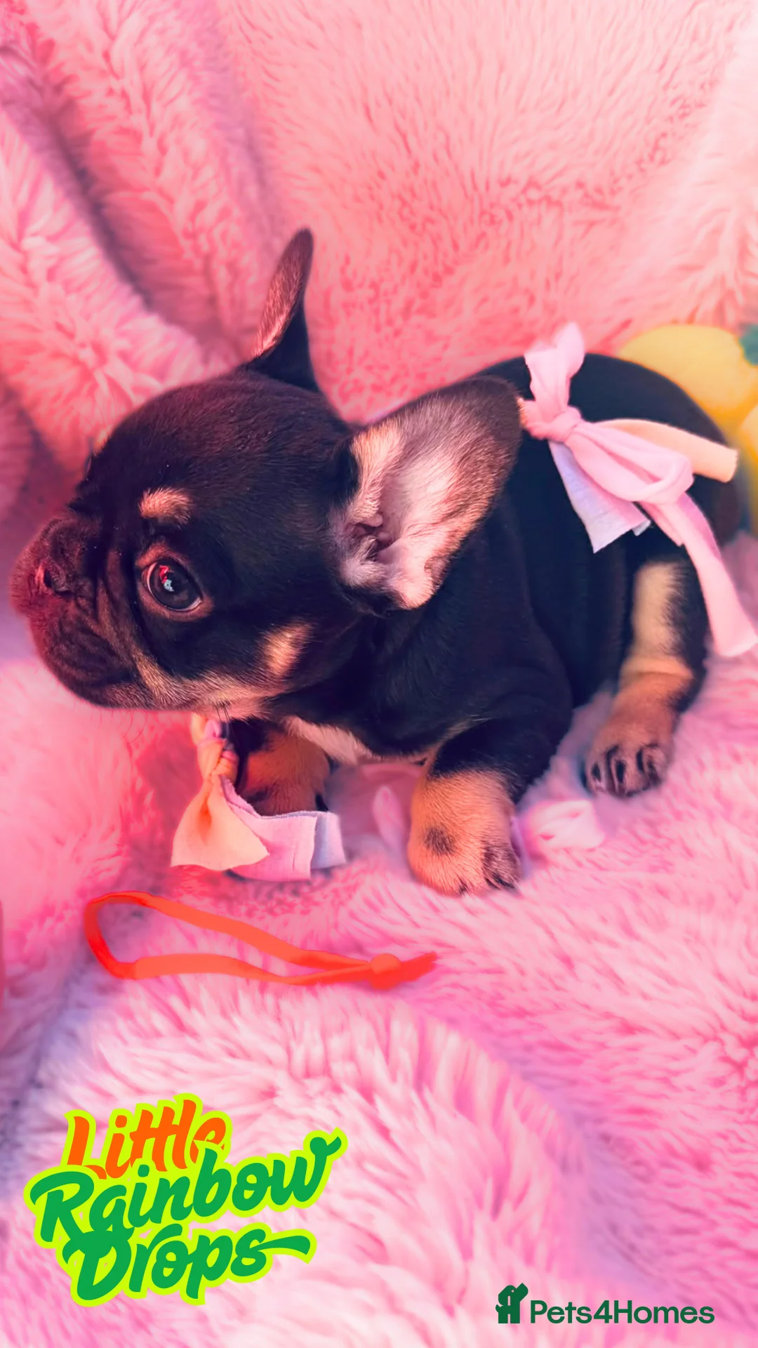 French Bulldog dogs for sale: 7 pure-bred Lilac and Chocolate Puppies  in Birmingham - Advert 2