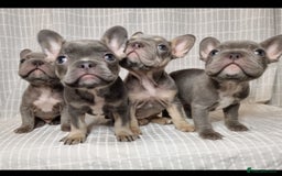 French Bulldog dogs for sale: Outstanding French Bulldog Puppies – KC - Image 1