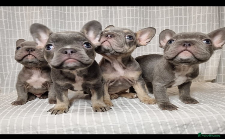 French Bulldog dogs - Advert 1