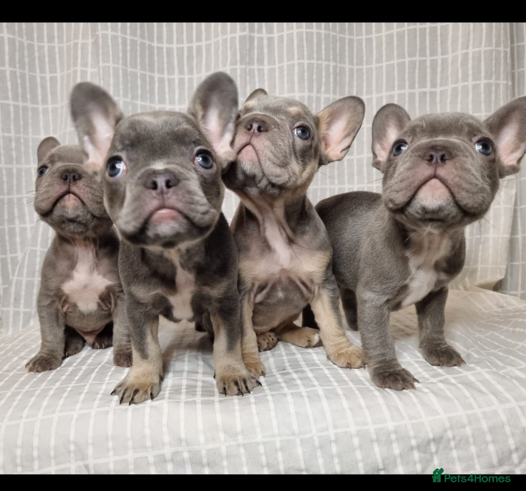 French Bulldog dogs for sale: Outstanding French Bulldog Puppies – KC - Image 1