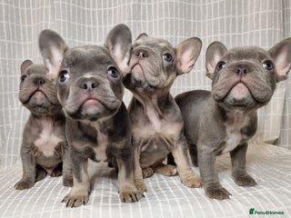 French Bulldog dogs - Advert 1