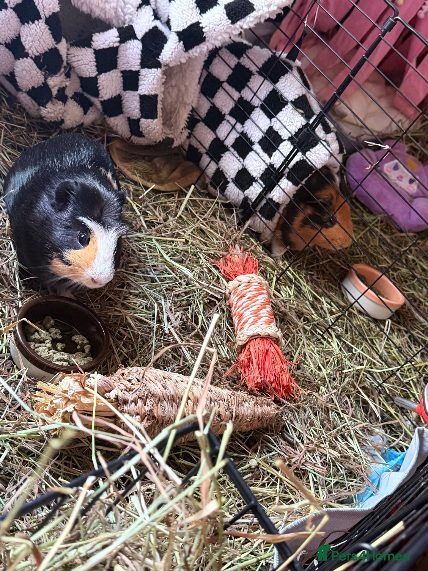 Guinea Pig rodents 2 Male guinea pigs (plus entire setup) - Advert 1