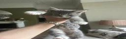 Maine Coon cats for sale: Beautiful Maine coon kittens 🐱  - Advert 31