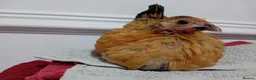 Chickens poultry for sale: Indoor Therapy Serama Hen -  Highly Tame - Advert 26