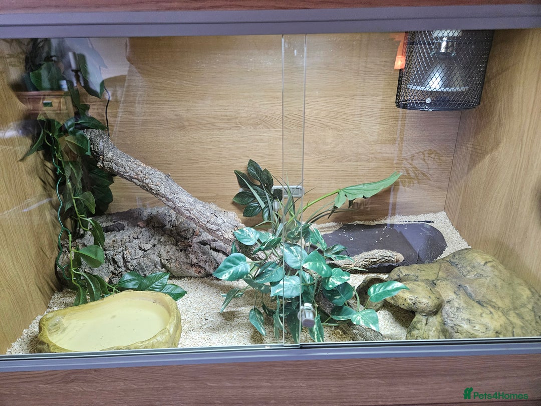 Python Snake reptiles for sale: 2 x ROYAL PYTHONS COMPLETE SET UP  - Image 3