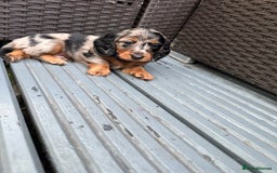 Dachshund dogs for sale: KC reg. Long hair miniature Dachshund puppies  - Image 9