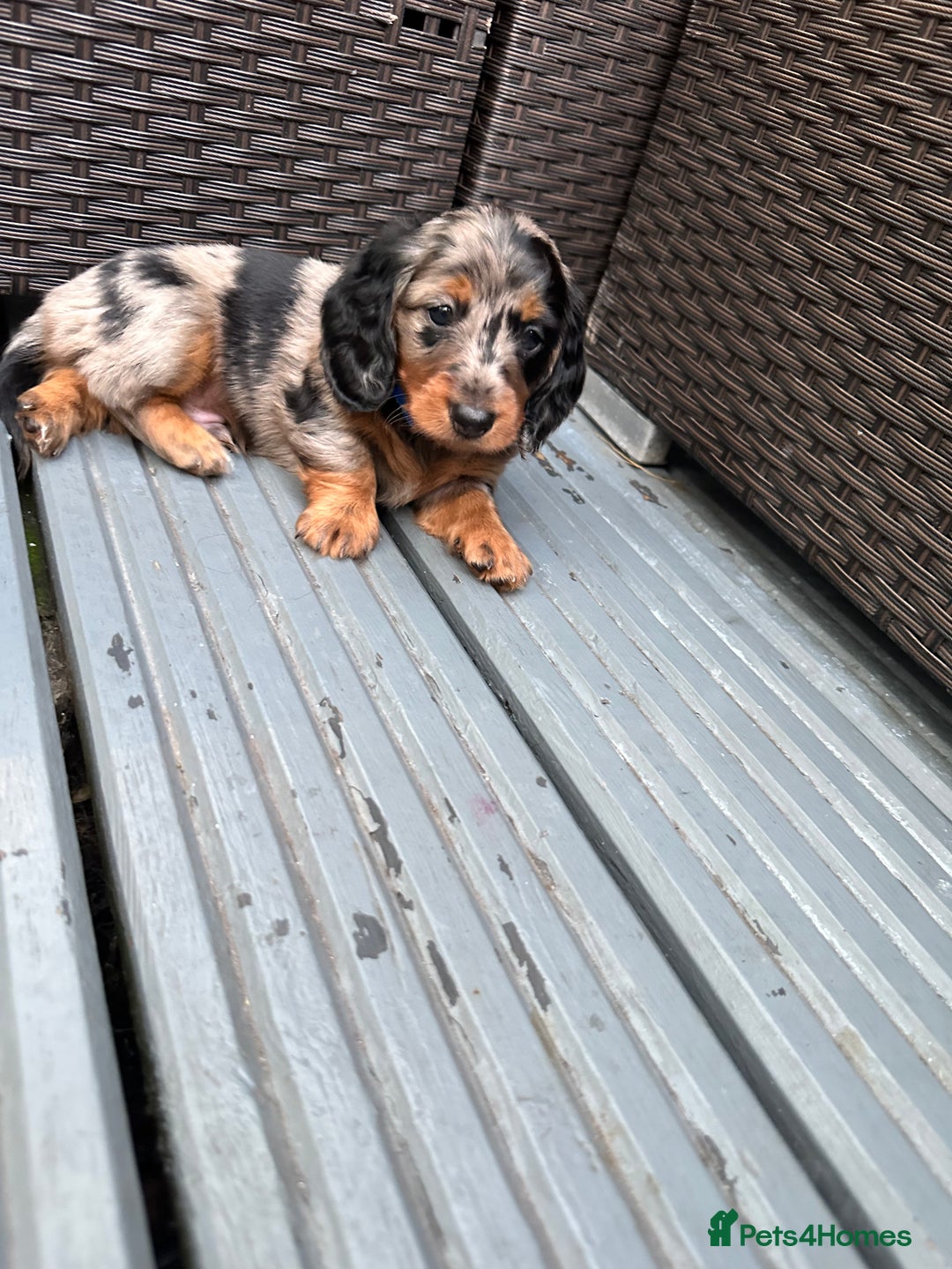 Dachshund dogs for sale: KC reg. Long hair miniature Dachshund puppies  - Image 9