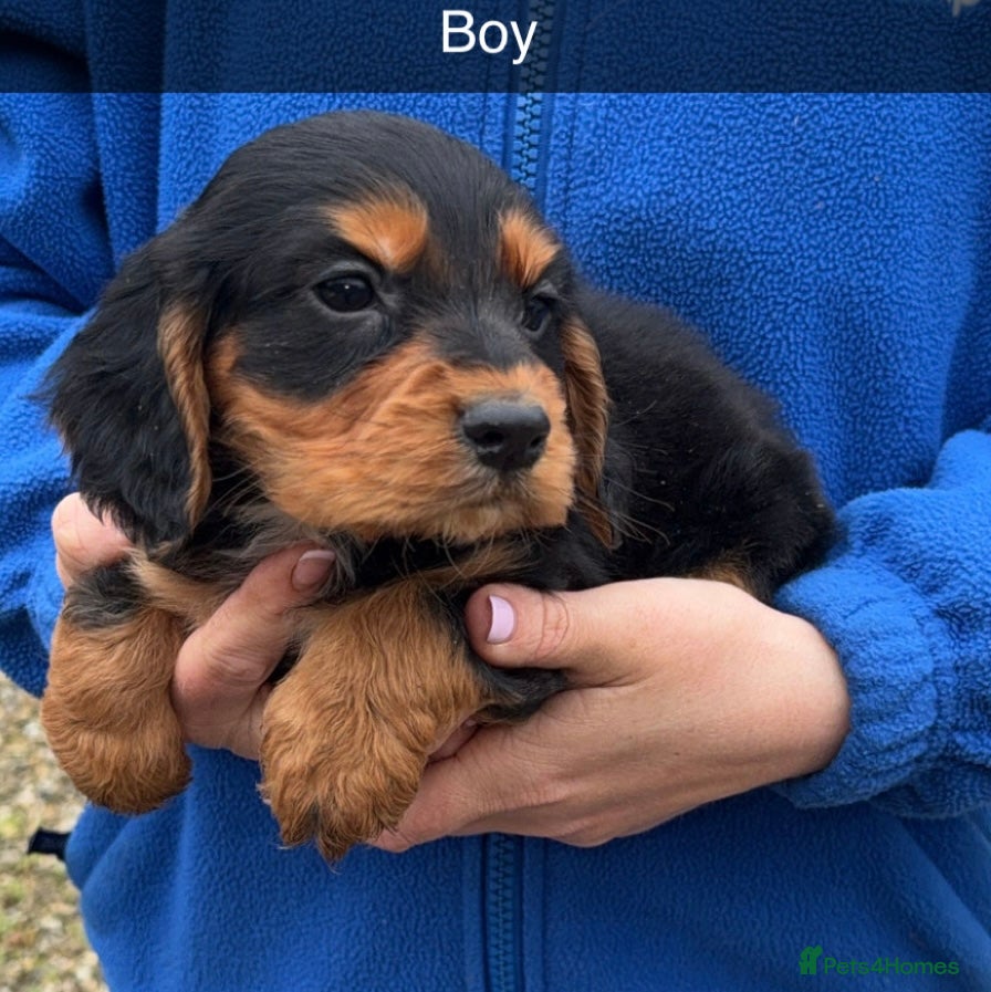 Cocker Spaniel dogs Cocker spaniel puppies  - Advert 2