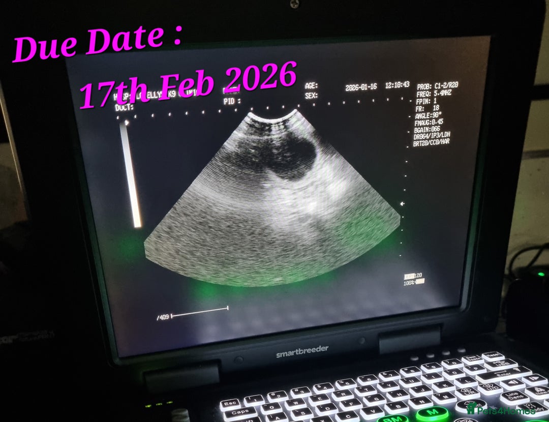 Golden Retriever dogs for sale: Golden Retriever Pups-FULLY HEALTH TESTED PARENTS  - Advert 3