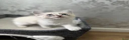 Ragdoll cats for sale: Beautiful Ragdoll Kittens - Advert 13