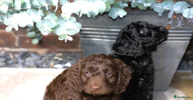 Cockapoo dogs - Advert 14