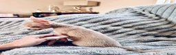 Chihuahua dogs for sale: Tiny silver male chihuahua pup - Advert 2