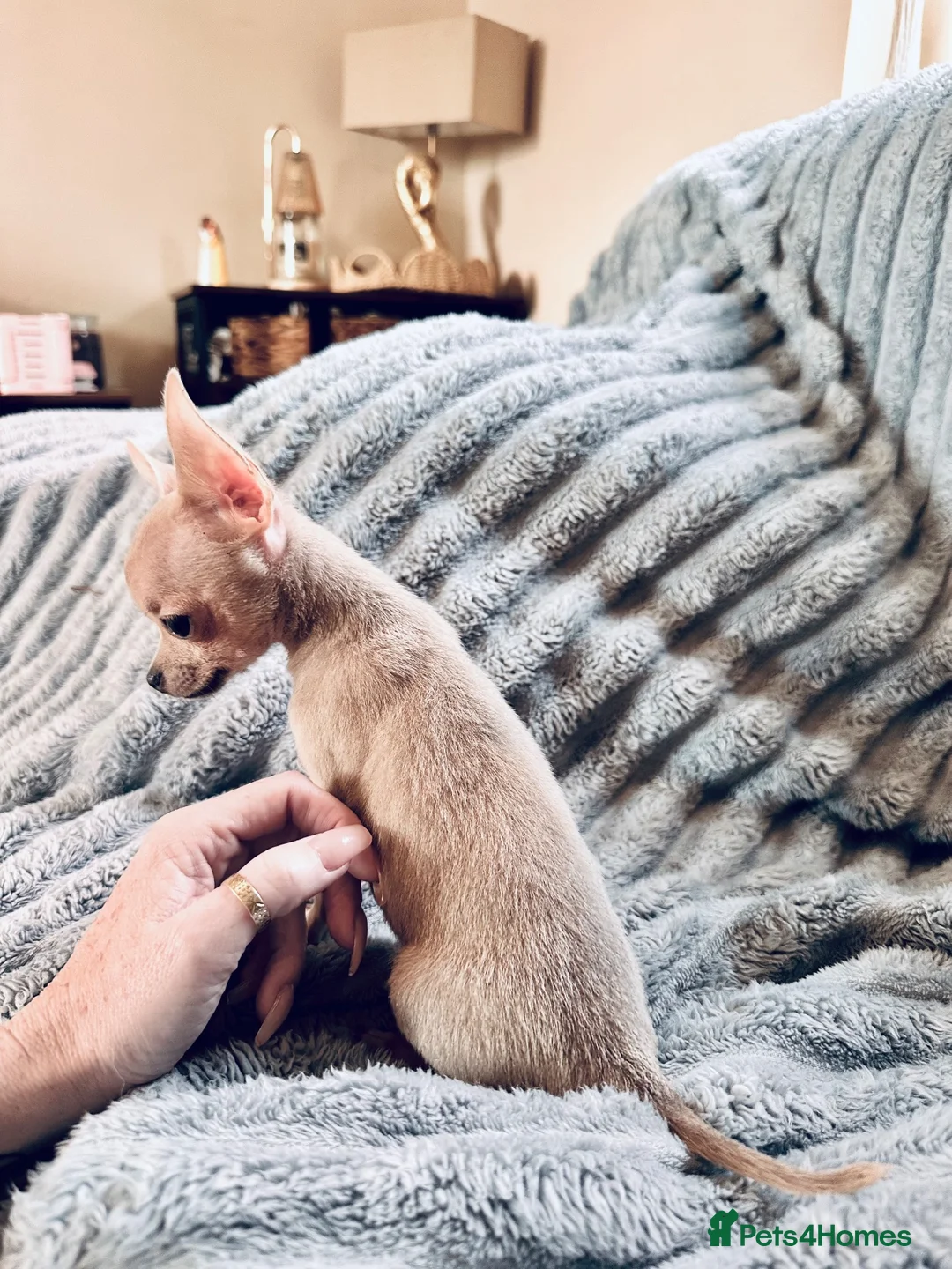 Chihuahua dogs for sale: Tiny silver male chihuahua pup - Advert 2