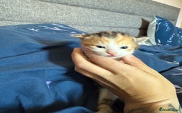 Mixed Breed cats for sale: Kittens  - Image 16
