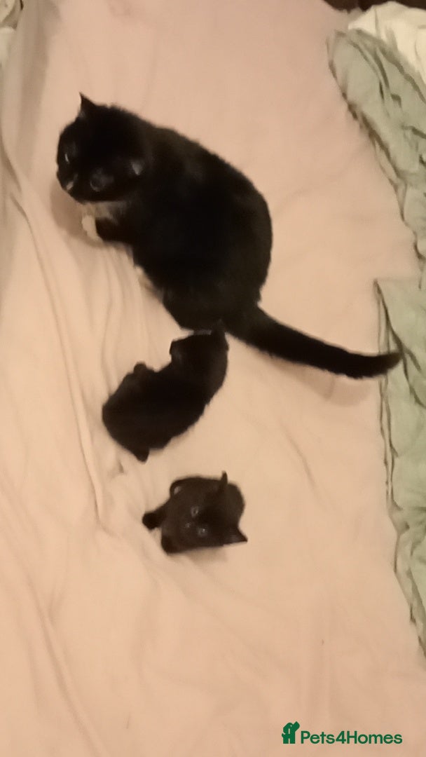 British Shorthair cats Two female kittens  - Advert 1