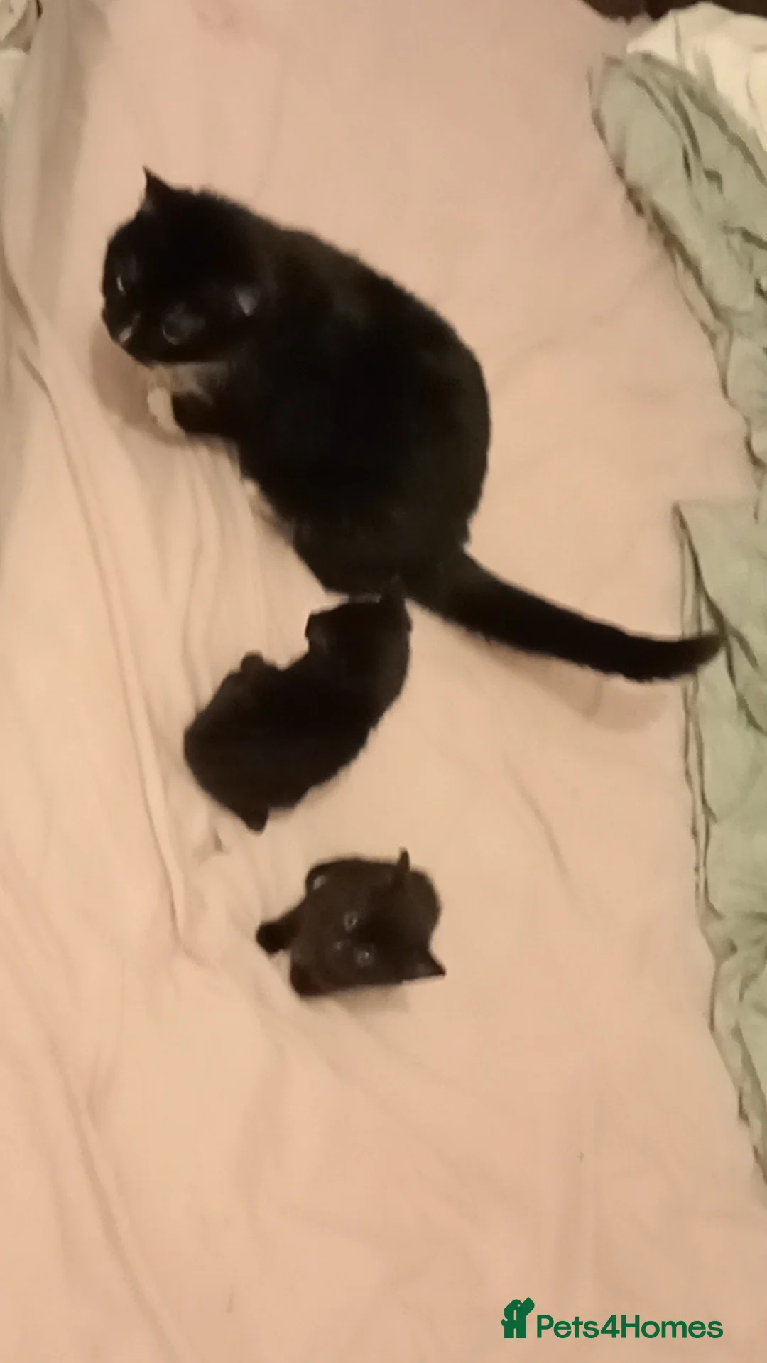 British Shorthair cats for sale: Two female kittens  in Elland - Advert 1