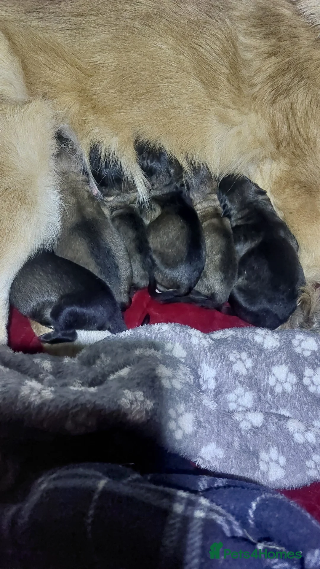 German Shepherd dogs for sale: German shephered puppys 4 boys 2 girls - Advert 8