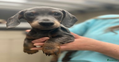 Dachshund dogs - Advert 3