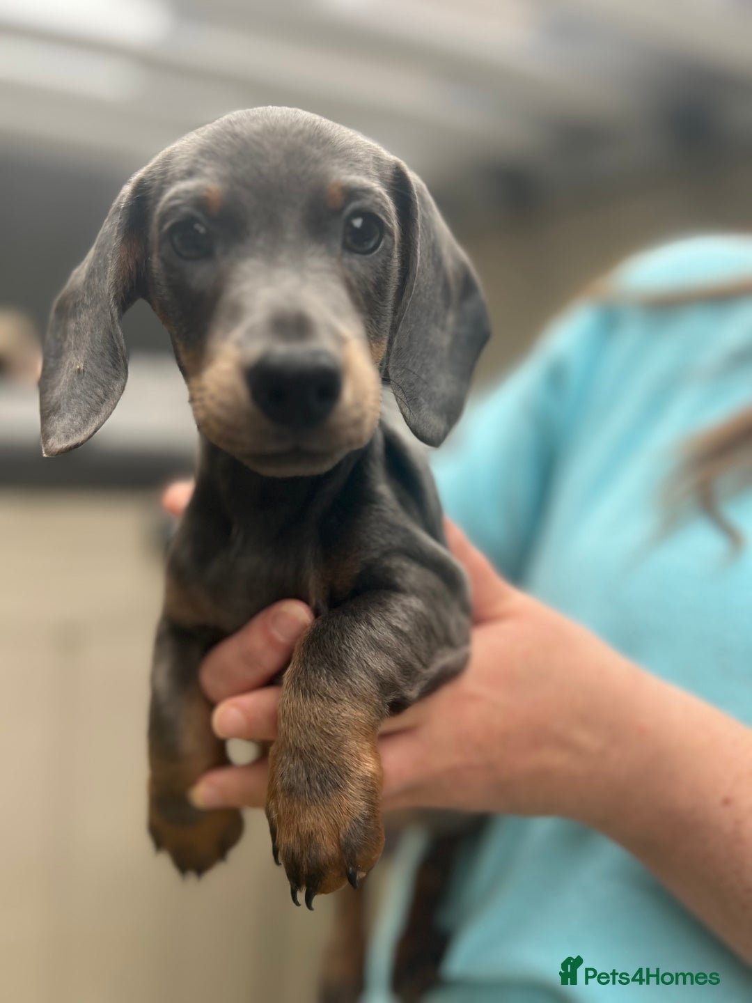 Dachshund dogs for sale: 2 Beautiful miniture dachshunds left  - Image 2