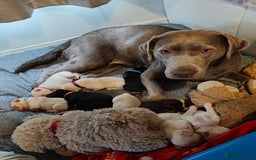 Labrador Retriever dogs for sale: Quality KC reg labs (ideal assistance/therapy dog) - Image 2