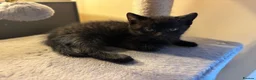 Mixed Breed cats for sale:  3 BEAUTIFUL LITTLE GIRLS! 💕 - Advert 3