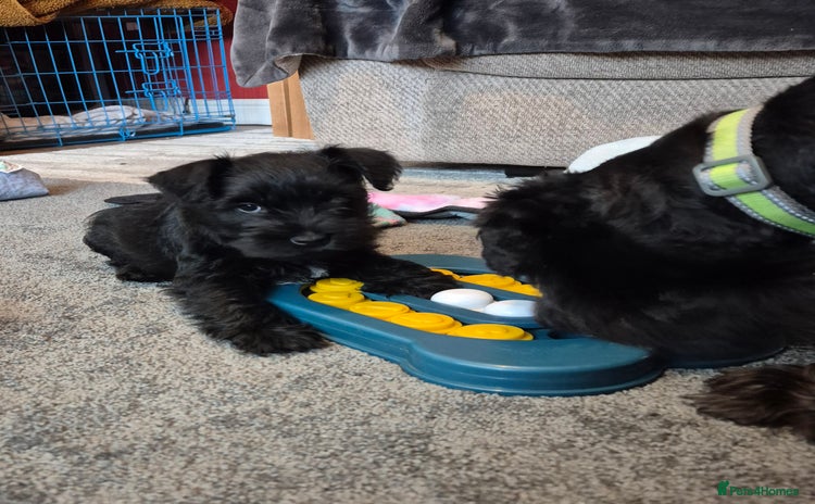 Miniature Schnauzer dogs - Advert 3