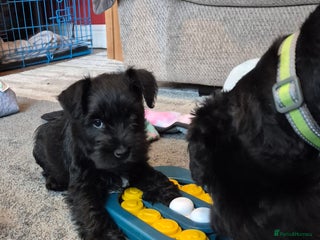 Miniature Schnauzer dogs - Advert 3
