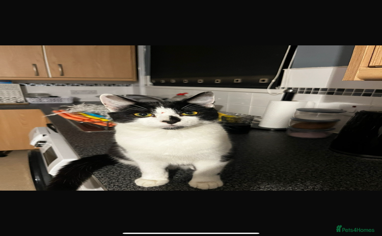Ragdoll cats - Advert 6