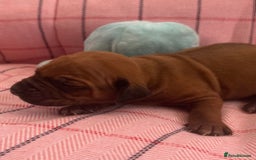 Rhodesian Ridgeback dogs for sale: Rhodesian Ridgeback Puppies KC reg - Image 16