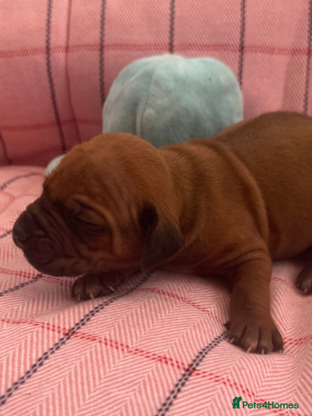 Rhodesian Ridgeback dogs for sale: Rhodesian Ridgeback Puppies KC reg - Image 16
