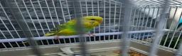 Budgerigars birds for sale: Budgies for Sale in Coalville - Advert 4