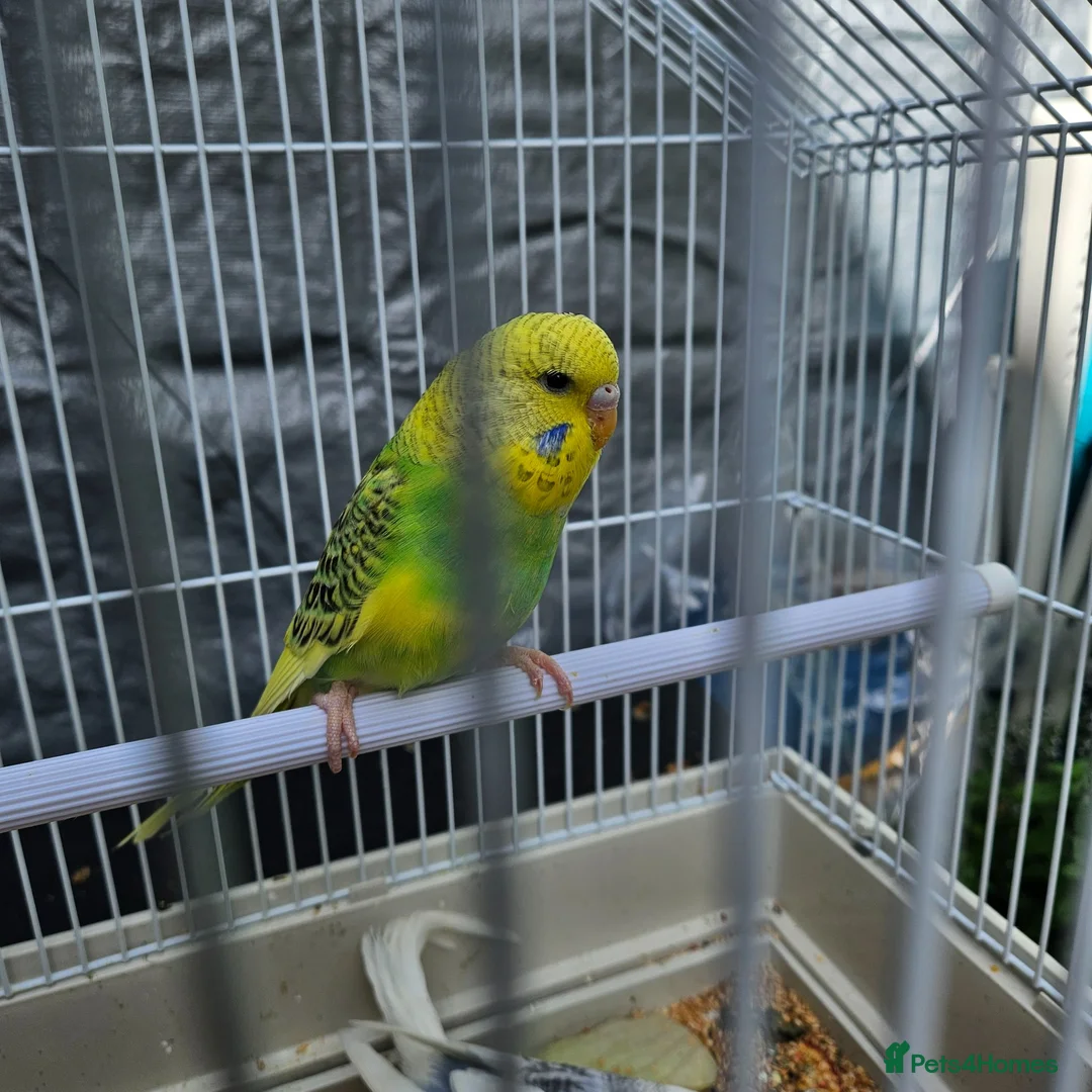 Budgerigars birds for sale: Budgies for Sale in Coalville - Advert 4