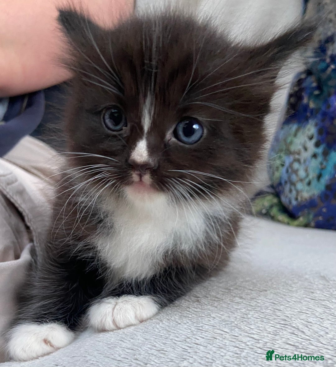 Ragdoll cats for sale: Half Ragdoll Kitten ONE MALE LEFT - Image 2
