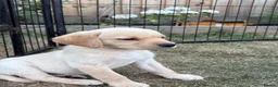 Labrador Retriever dogs for sale: KC Registered Labrador Puppies for Sale  - Advert 5