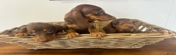 Miniature Dachshund dogs for sale: Beautiful Chocolate & Tan Dachshund Pups Ready Now - Advert 7