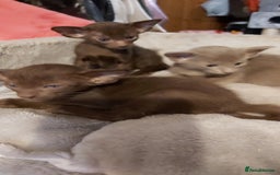 Oriental cats for sale: Full Pedigree Oriental 3 Kittens XL size ears GCCF - Image 13