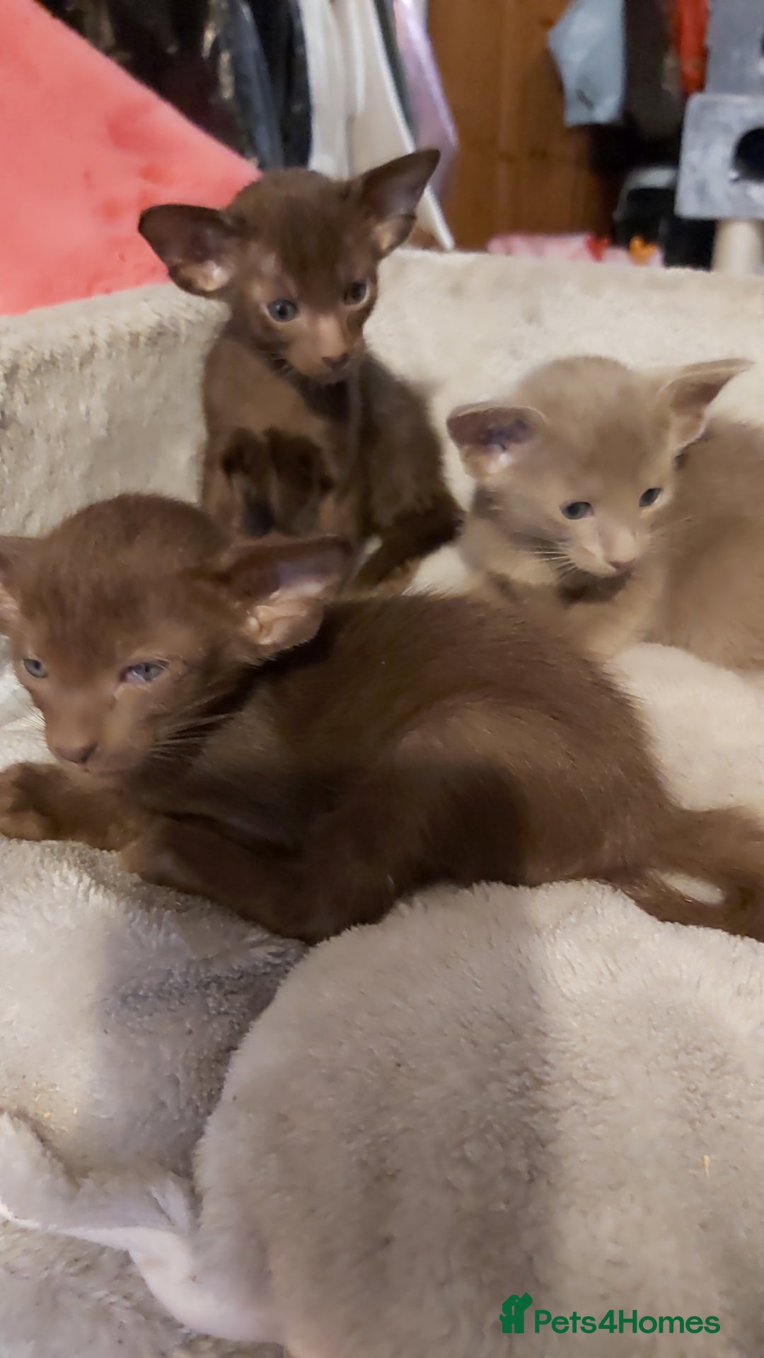 Oriental cats for sale: Full Pedigree Oriental 3 Kittens XL size ears GCCF - Image 13