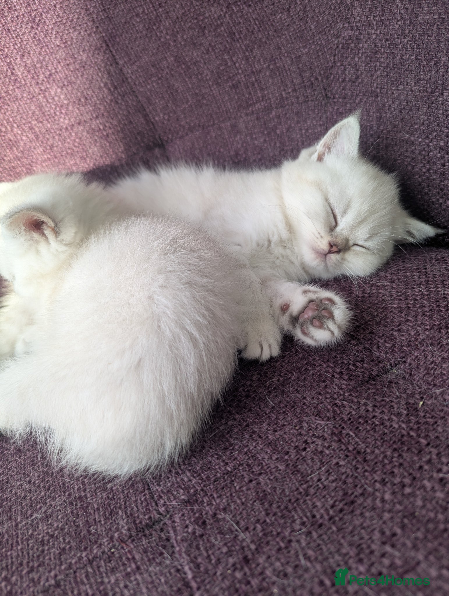 British Shorthair cats Beautiful British shorthair kittens - Advert 1