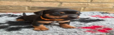 Jackshund Puppy 2
