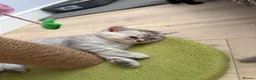 British Shorthair cats for sale: Cutest bsh babies 🤍🦋🤍  - Advert 6