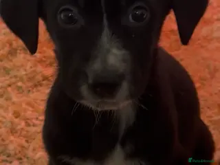 Mixed Breed dogs SURPRISE SURPRISE one black girls left - Advert 16